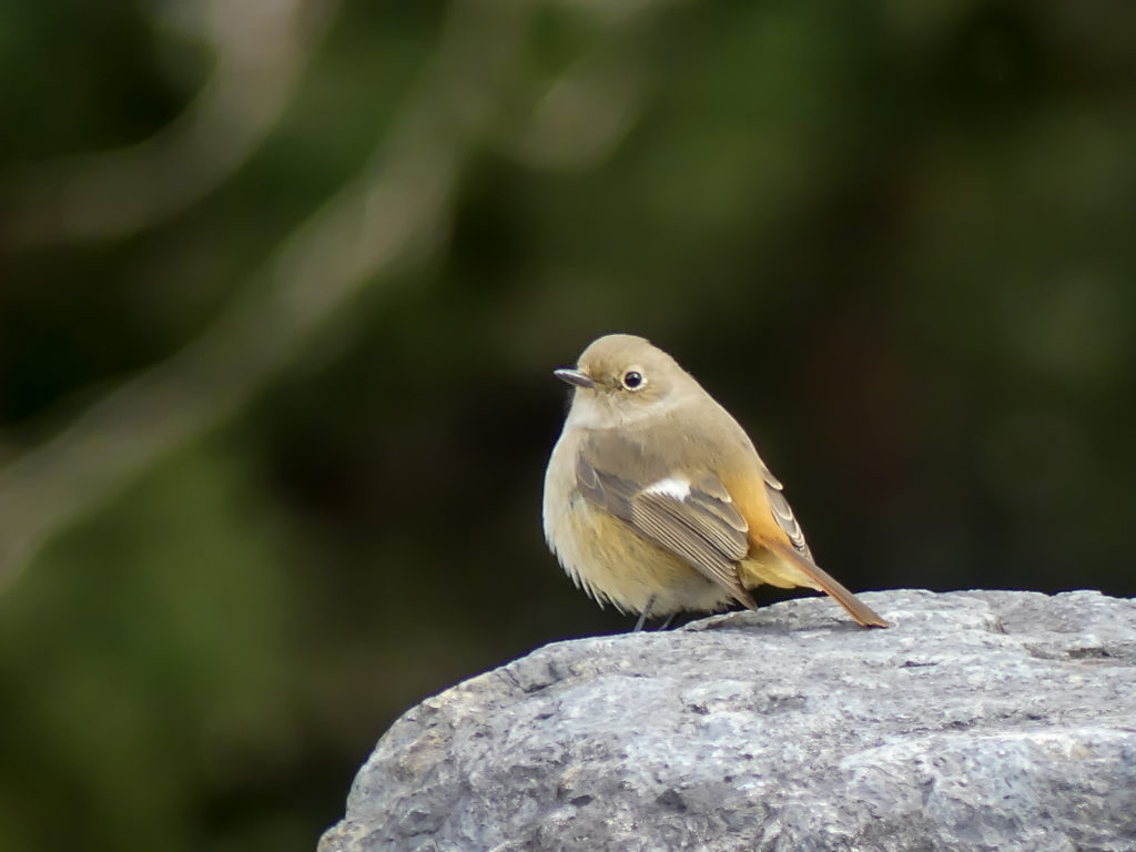 森田英一の観光Web写真のサンプル