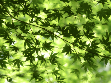 森田英一の観光Web写真のサンプル