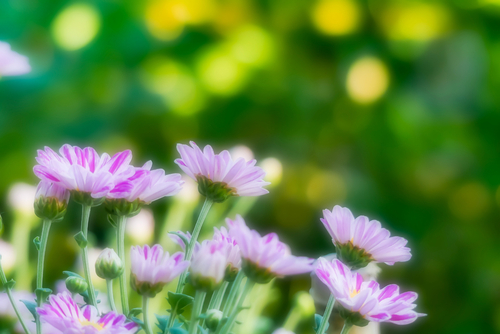 色とりどりで美しい花壇の花