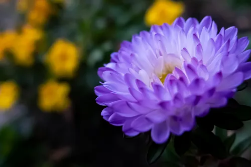 紫色に妖しく光るアスターの花