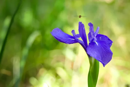 池の畔に咲く杜若にヒラタアブがホバリング
