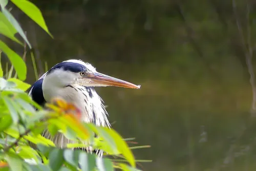 じっと獲物を待つ鋭い目のアオサギ