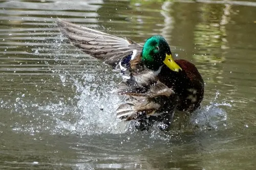 池のマガモが突然ダンスをし始めた