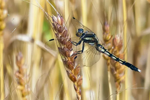 麦畑のシオカラトンボ