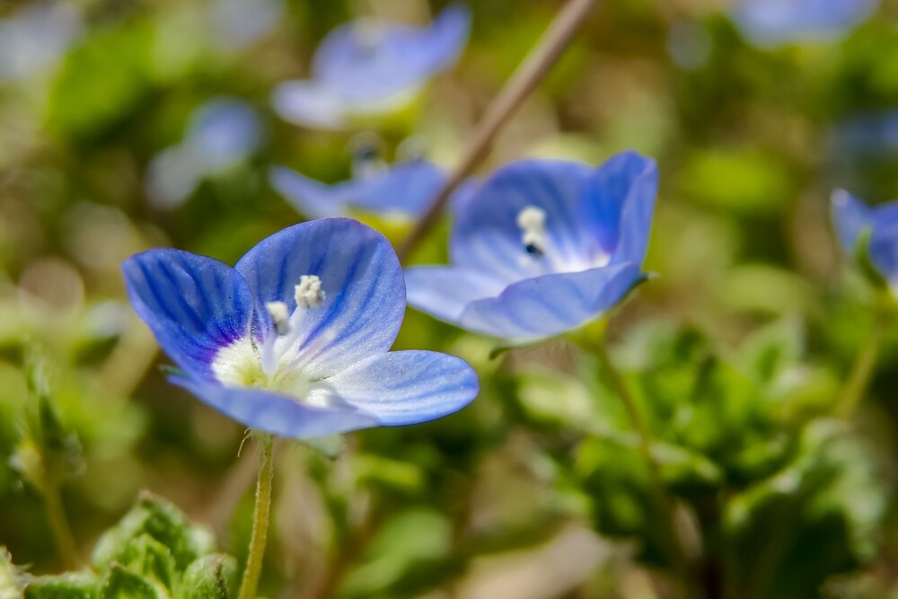 公園に咲く小さなオオイヌノフグリ