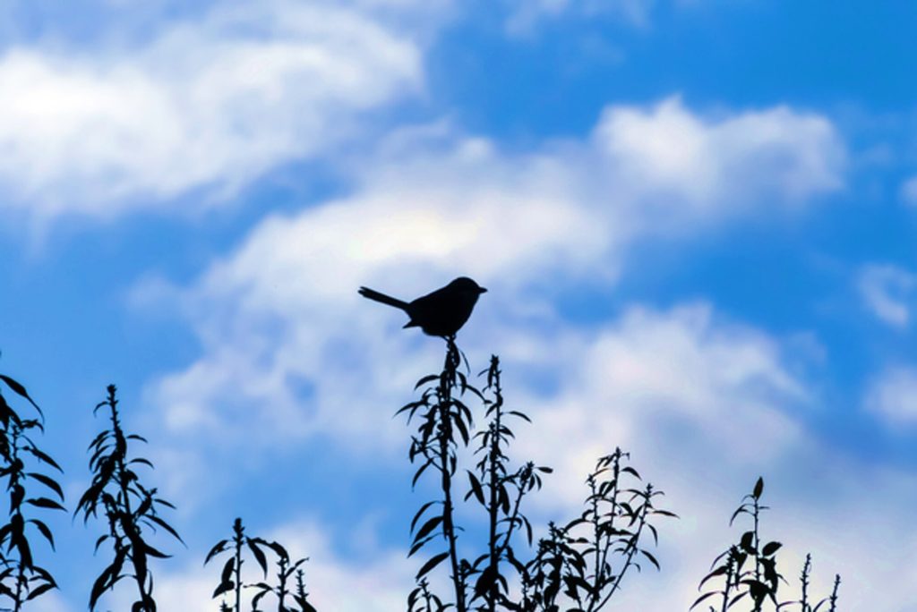 鳥が草の上にとまってで鳴いている
