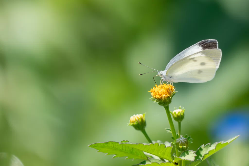モンシロチョウ