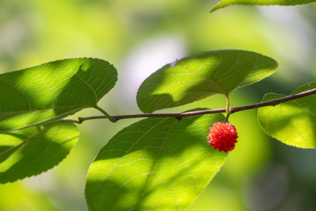 ヒメコウジの赤い実