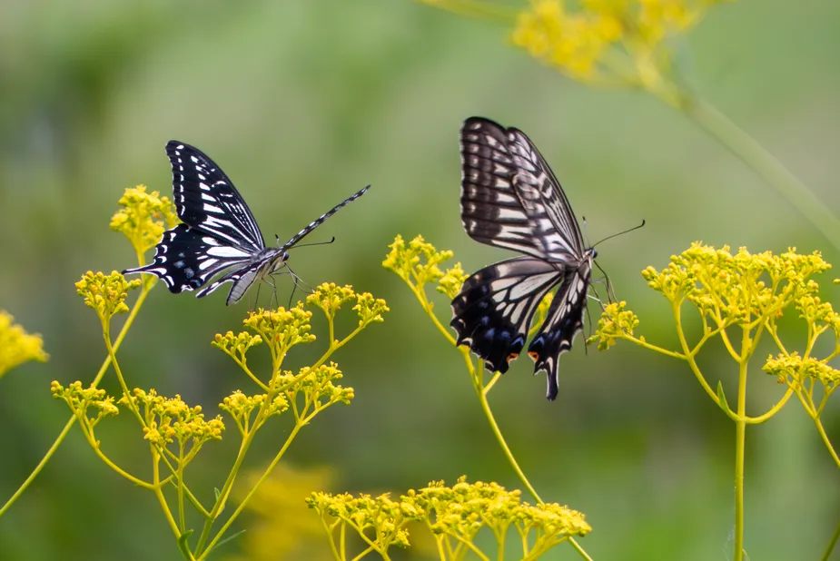 オミナエシにやってきたアゲハチョウ