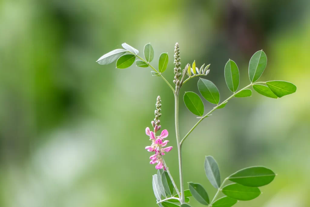 MTBS-Web活用社内研究Web写真の内製化研修